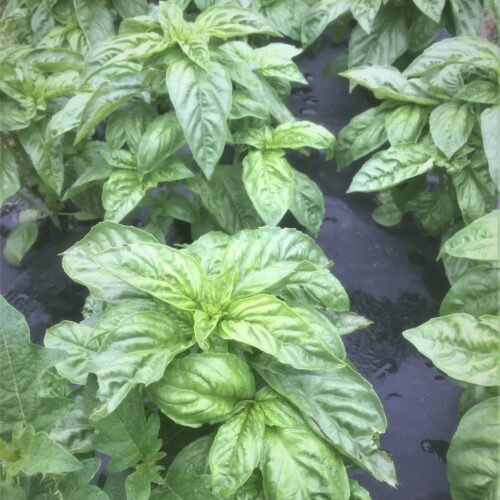 Basil Italian Organic - 1 Bunch 2 Ounces