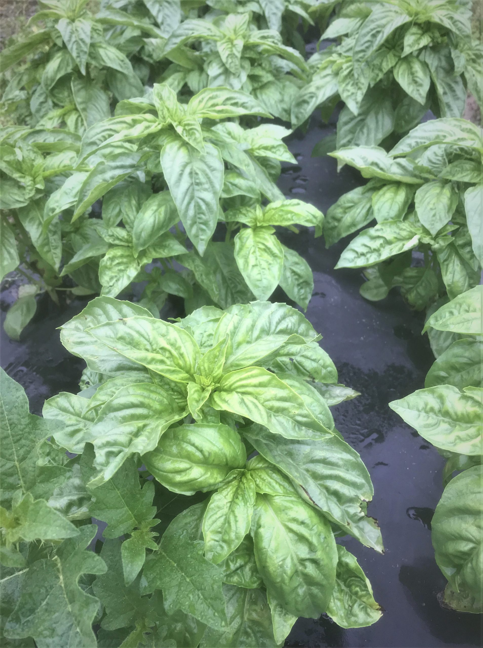 Basil Italian Organic - 1 Bunch 2 Ounces