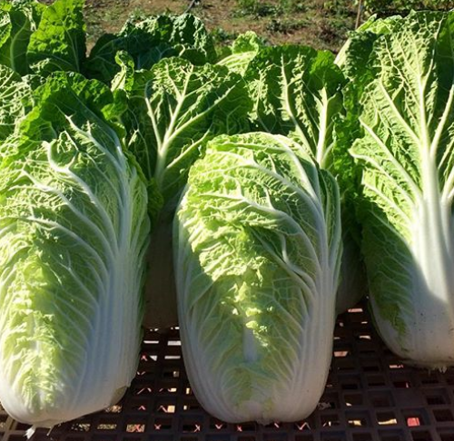 Cabbage - Napa - Organic - 1 Head Approximately 3/4 lb Heads