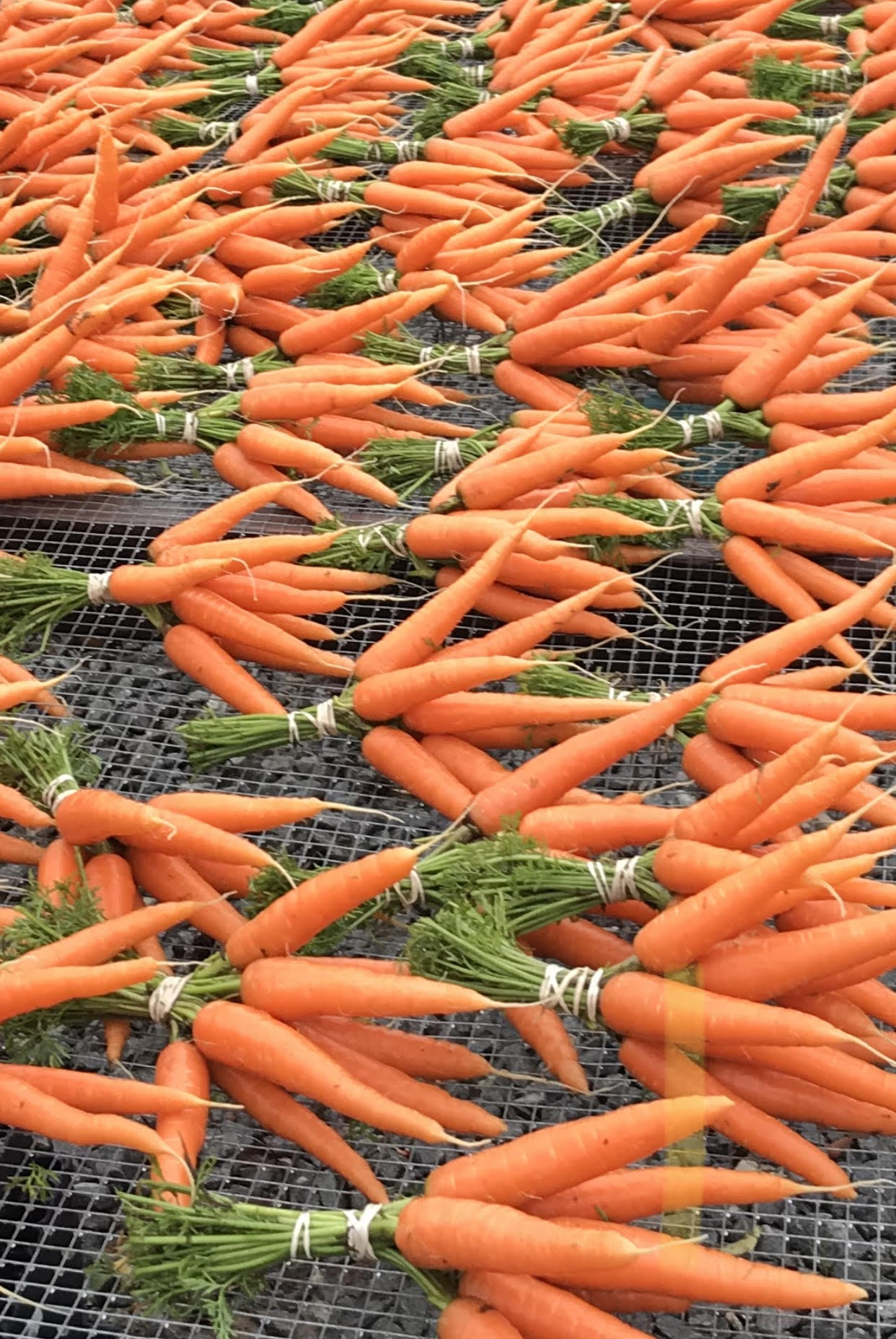 Carrots Organic - 1/2 LB Bunch