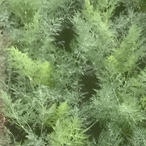 Herb - Dill Organic - 2 Ounce Bunch