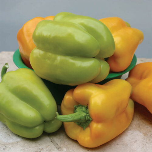 Peppers - Flavorburst Organic 1 Pound