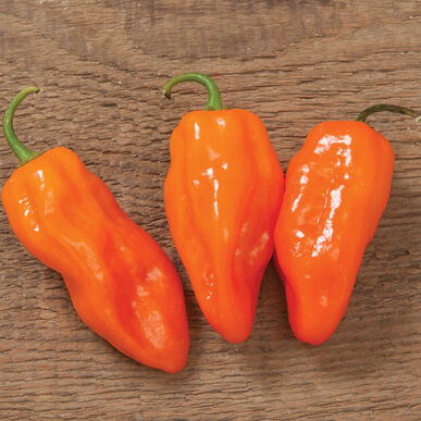 Pepper - Habanero (Hot) Organic - 3 peppers