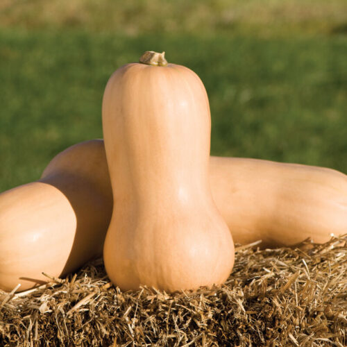 Squash - Butternut Organic - 1 Pound