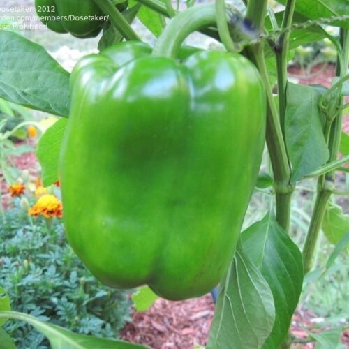 Peppers Bell Green Organic - 1 Pound