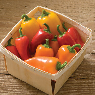 Peppers - Lunchbox Sweet Organic - 1 Pint