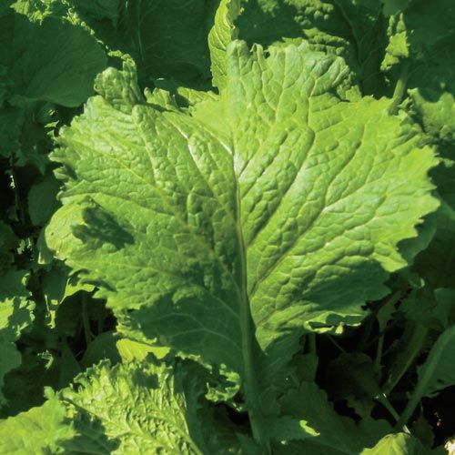 Mustard Greens Organic - 1/2 lb