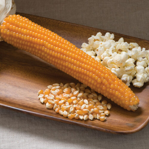 Popcorn Organic 1/2 lb bag