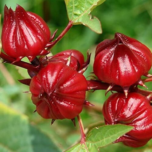 Roselle Thai Red Hibiscus Organic 1/4 lb