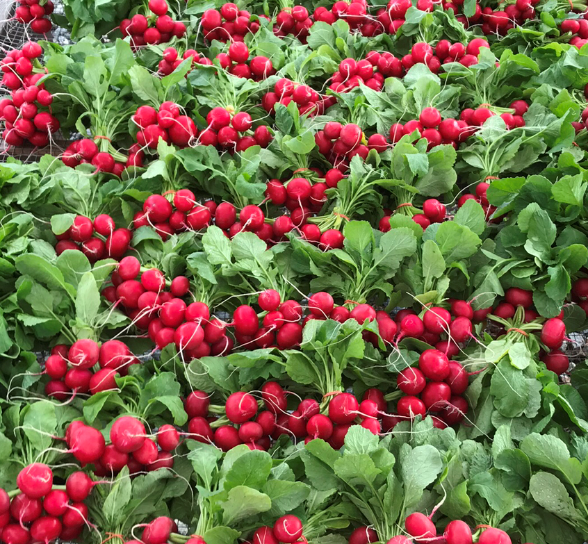 Radish – Red Salad Organic 1/2 LB - Image 2