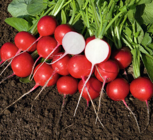 Radish – Red Salad Organic 1/2 LB