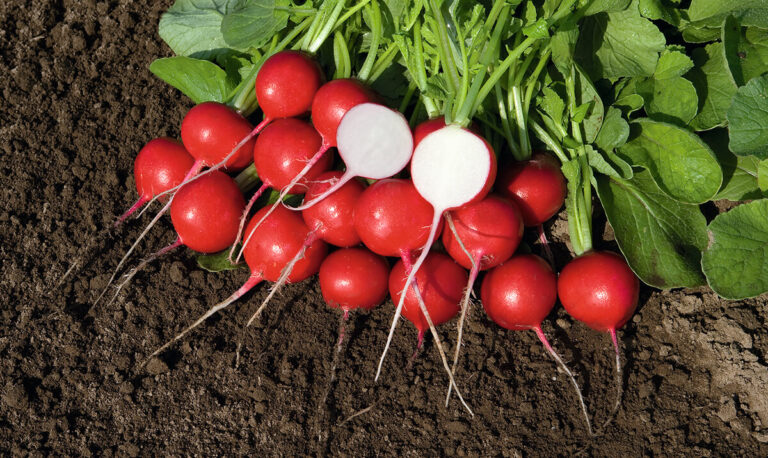 Radish – Red Salad Organic 1/2 LB