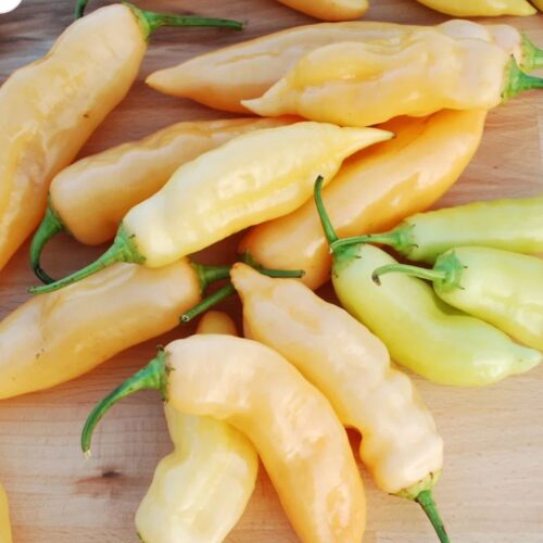 Peppers - Sugar Rush Peach (Sweet Hot) - 3 Peppers