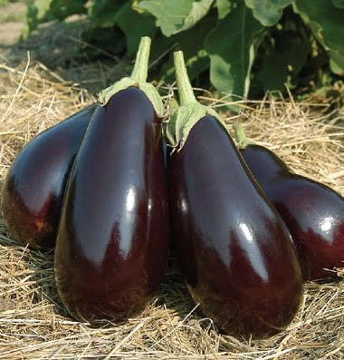 Eggplant - Italian Organic - 1 Pound