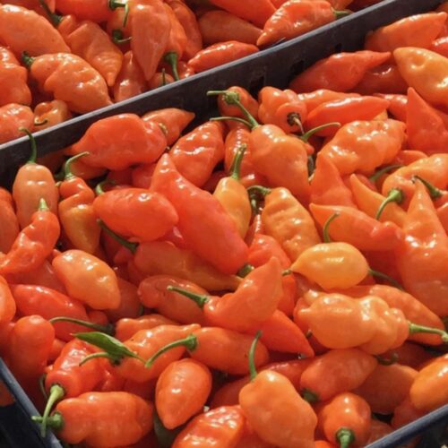 Peppers - Habanada (Not Hot)- 3 Peppers