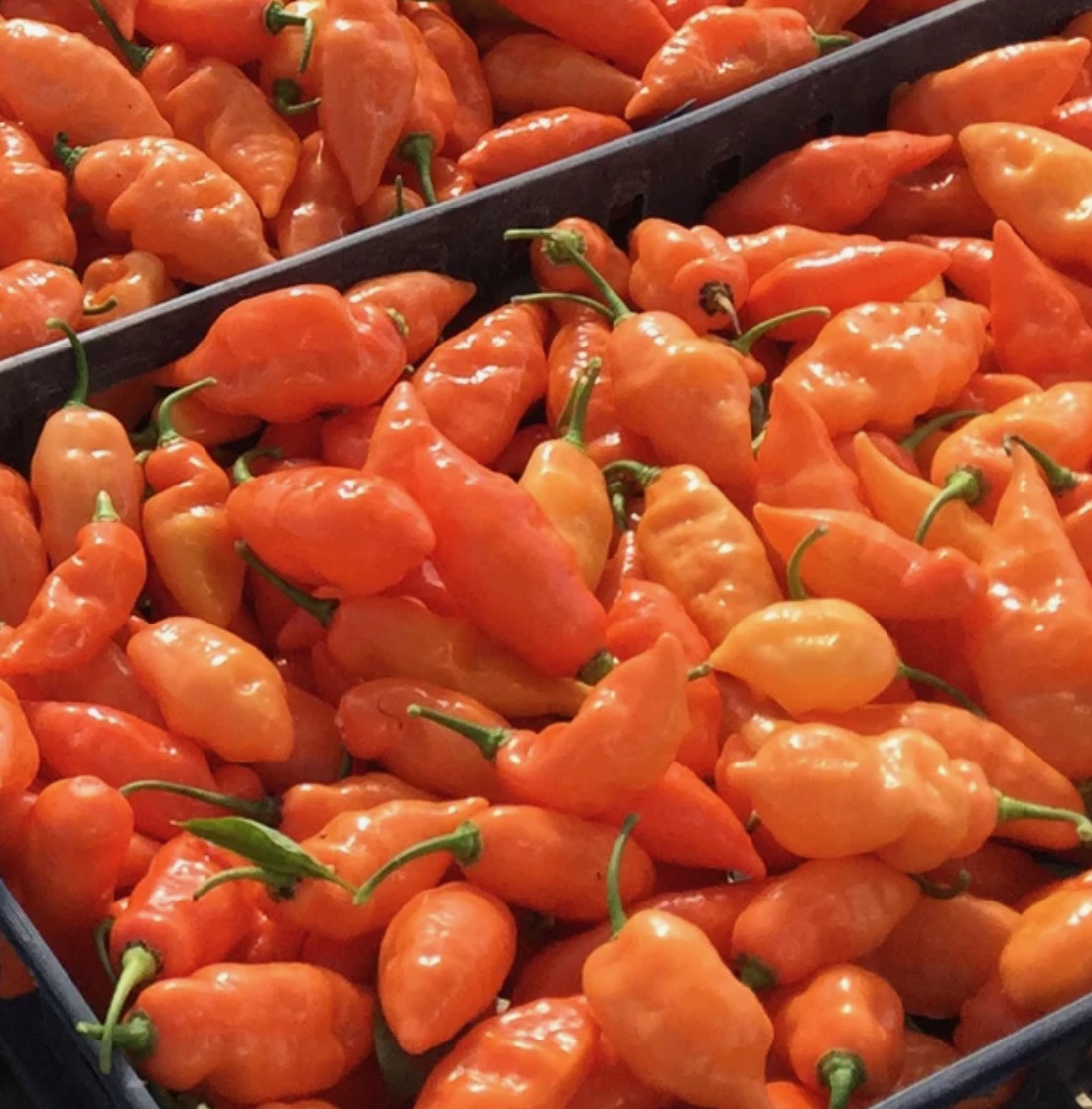 Peppers - Habanada (Not Hot)- 3 Peppers